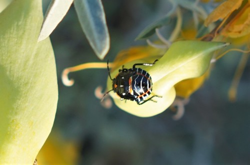 iNaturalist observation photo of Harlequin Bug
