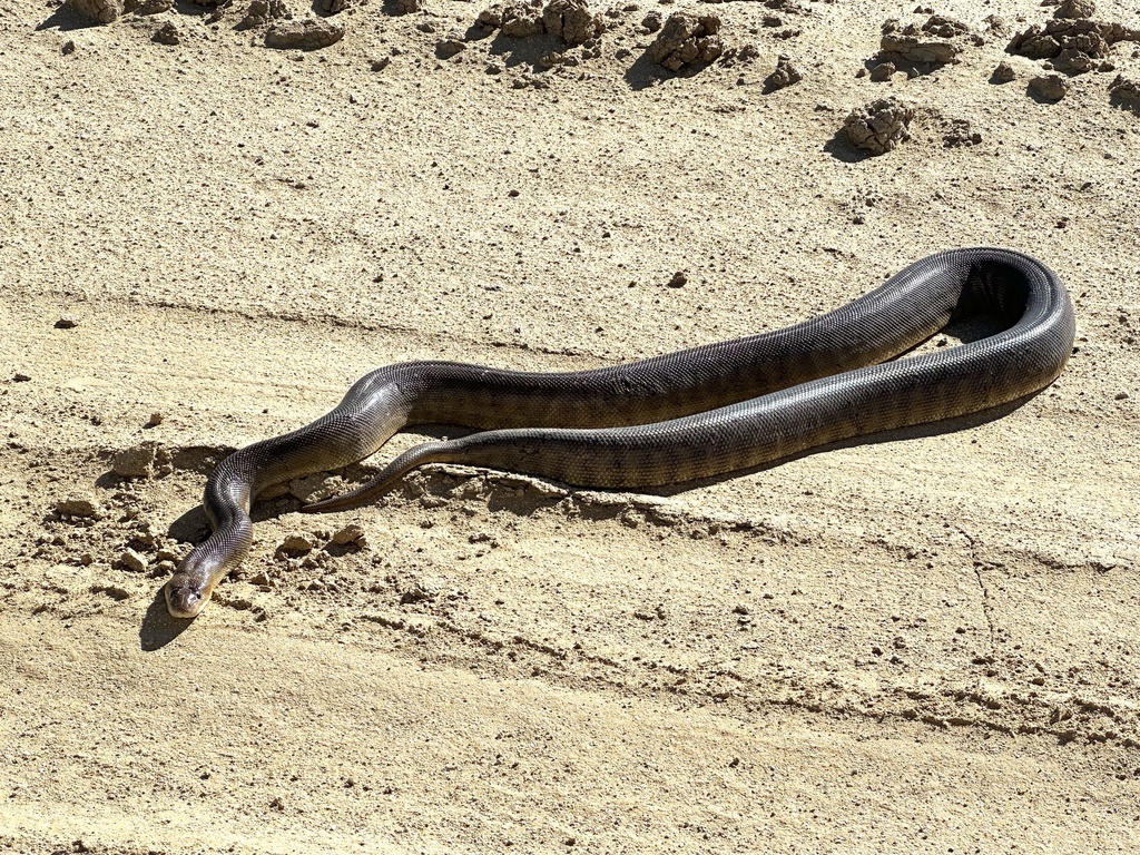 Woma Python from Strzelecki Tk, Lindon, SA, AU on June 12, 2023 at 01: ...