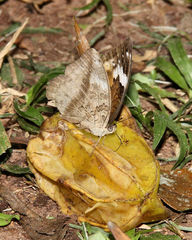Bebearia paludicola