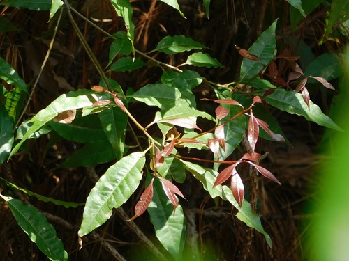Quercus seemannii