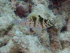 Cirrhitichthys falco