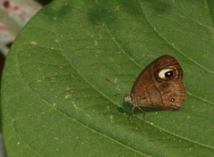 Mycalesis junonia