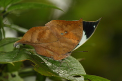 Kallima horsfieldii