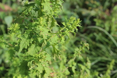 Dysphania graveolens