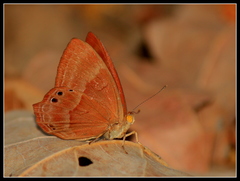 Abisara bifasciata