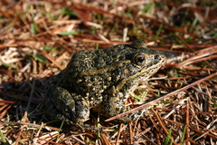 Lithobates capito
