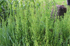 Dysphania graveolens