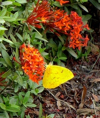 Phoebis philea