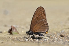 Papilio slateri