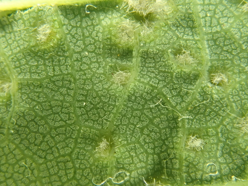 Sycamore Cherry Mite