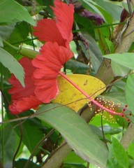Phoebis philea