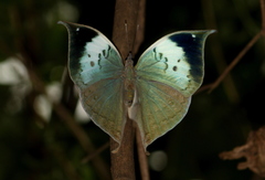 Kallima horsfieldii