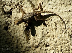 Sceloporus horridus