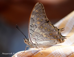 Charaxes solon