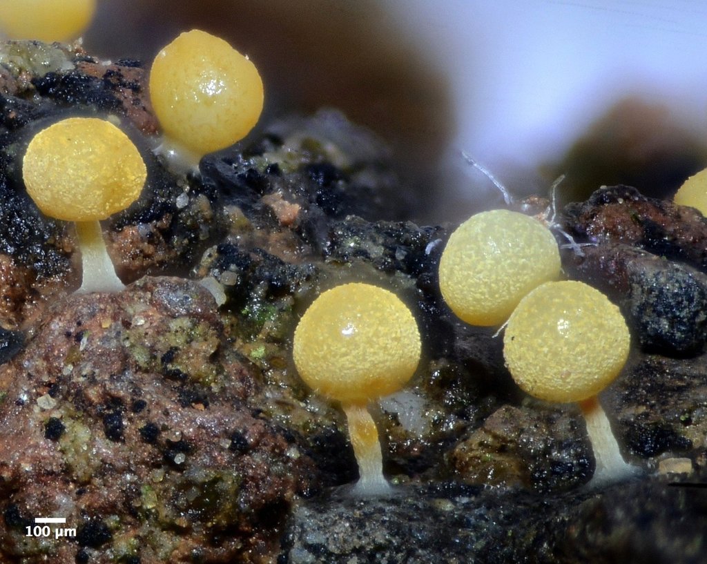 Physarum citrinum
