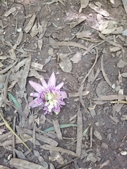 Passiflora laurifolia
