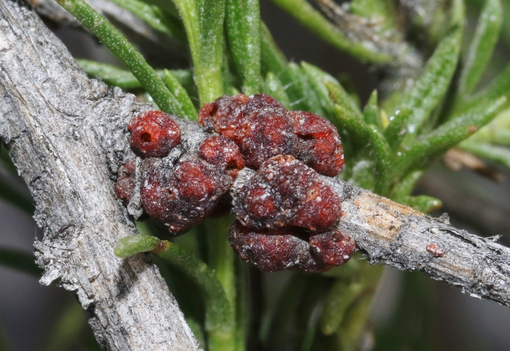 Tachardiella pustulata