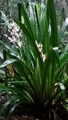 Helmholtzia glaberrima