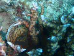 Echinopora mammiformis
