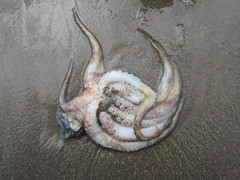 Octopus insularis