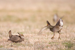 Greater Prairie Chicken photo 4