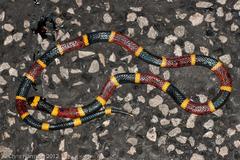 Micrurus tener tener