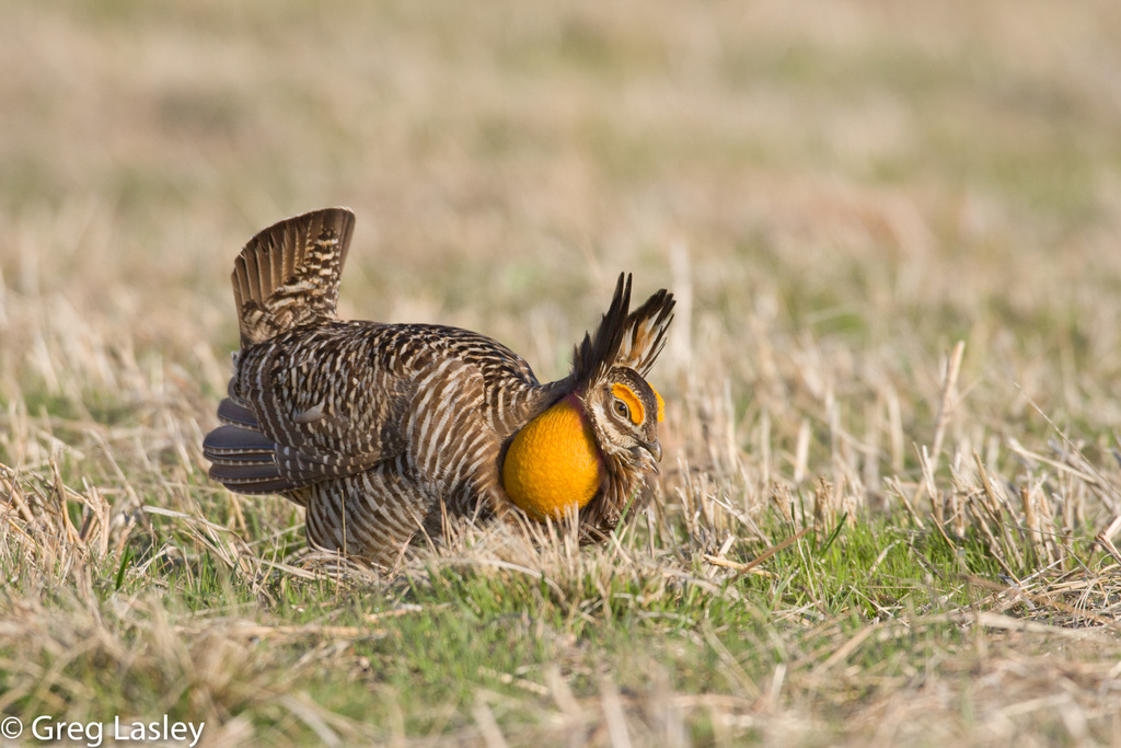 Greater Prairie-Chicken