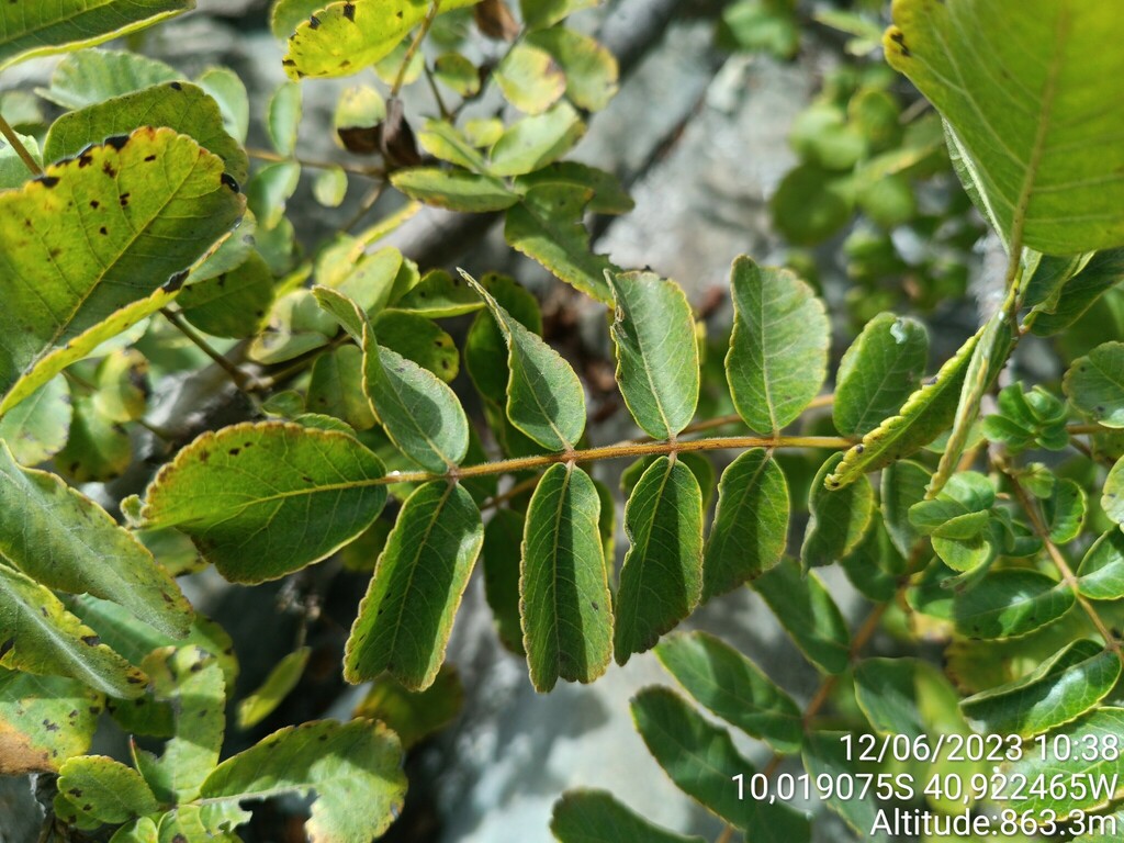 Loxopterygium gardneri