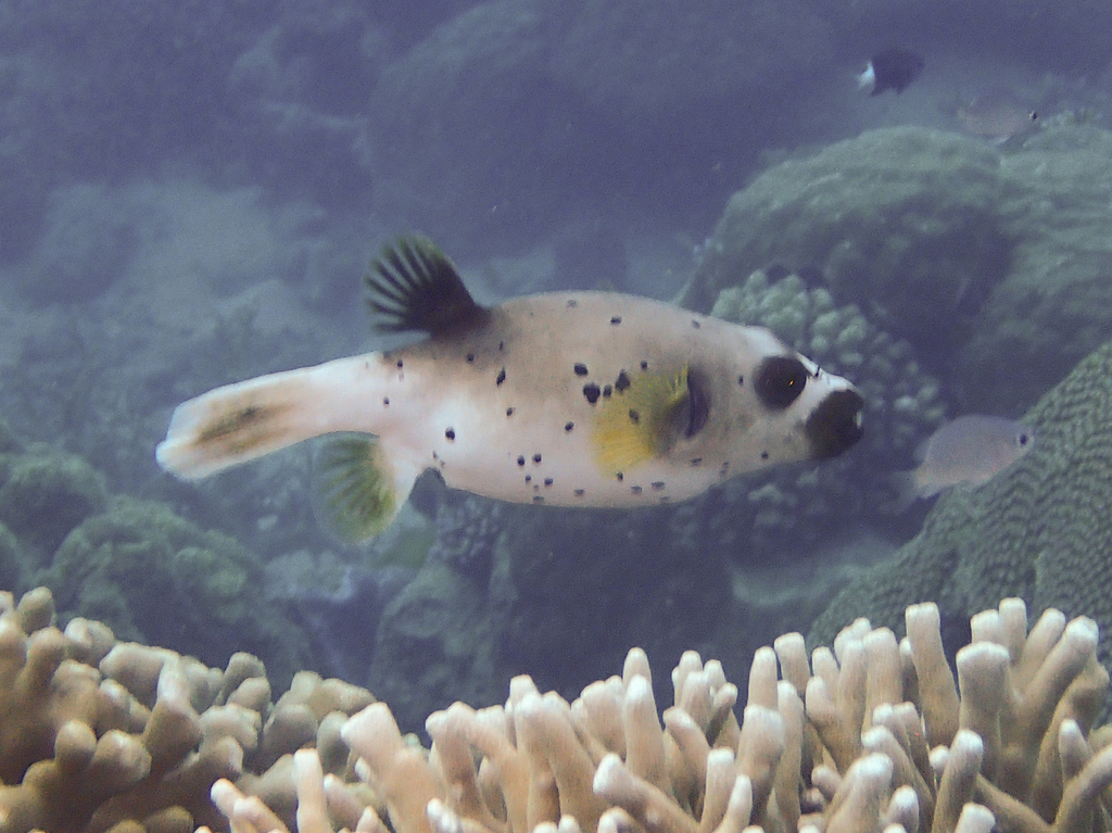 Blackspotted puffer