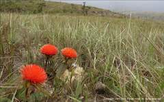 Gomphrena arborescens