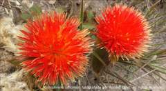 Gomphrena arborescens