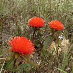 Gomphrena arborescens