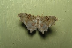 Hyalinetta circumflexa