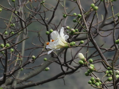 Ceiba insignis, photograph Manuel Roncal, CC0, iNaturalist via GBIF