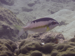 Scolopsis margaritifera