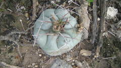Thelocactus hexaedrophorus hexaedrophorus