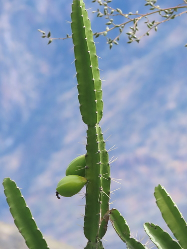 Calymmanthium substerile