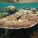 Table, Elkhorn, and Staghorn Corals - Photo (c) David Kidwell, some rights reserved (CC BY-NC-SA), uploaded by David Kidwell