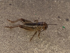 Anurogryllus arboreus