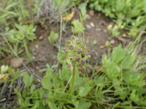 Image of Delphinium uliginosum by no rights reserved