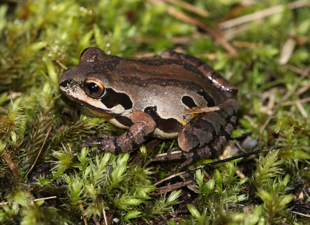 Ornate Chorus Frog (Lee County SC Toads & Frogs) · iNaturalist