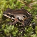 Ornate Chorus Frog - Photo (c) Eric Soehren, some rights reserved (CC BY-NC), uploaded by Eric Soehren