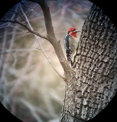 Sphyrapicus ruber × nuchalis
