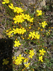 Hibbertia prostrata