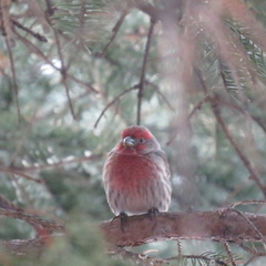 Haemorhous mexicanus