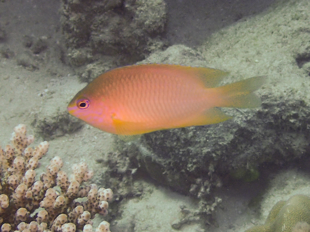 Amboina Damselfish