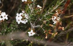Epacris lanuginosa