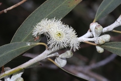 Eucalyptus tenuiramis