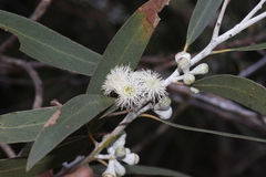 Eucalyptus tenuiramis