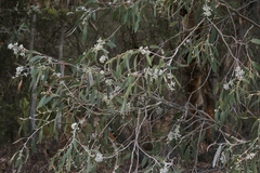 Eucalyptus tenuiramis